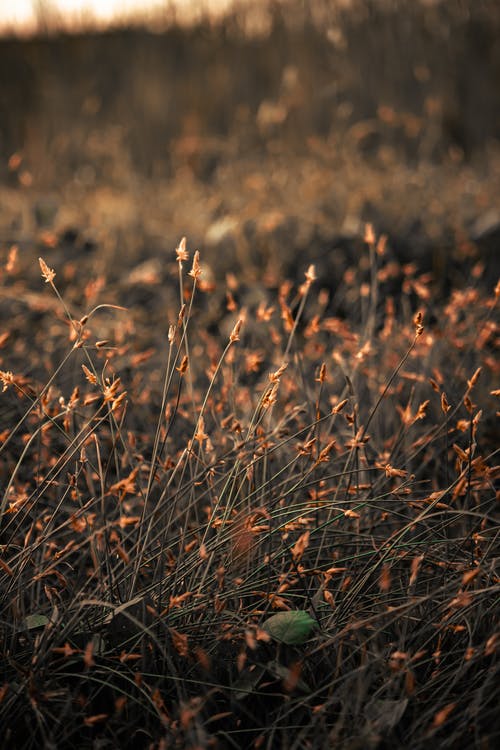有关乾枯, 垂直拍摄, 植物群的免费素材图片