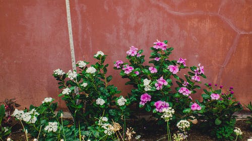 有关增长, 天性, 微妙的免费素材图片