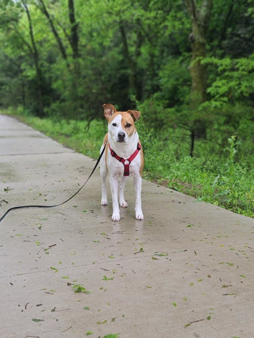 有关动物, 哺乳动物, 垂直拍摄的免费素材图片