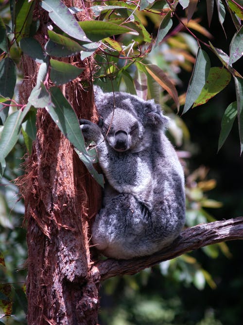有关动物摄影, 可爱的动物, 有袋动物的免费素材图片