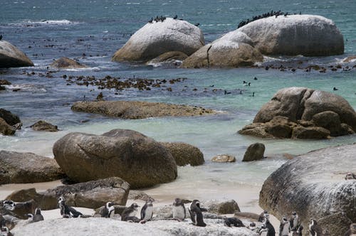 有关企鹅, 巨石, 水生动物的免费素材图片