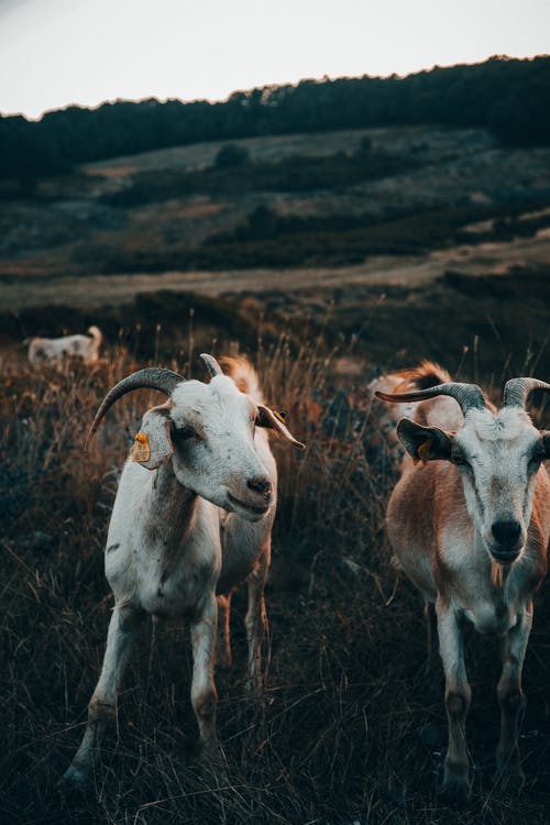 有关冷静, 动物学, 动物的免费素材图片