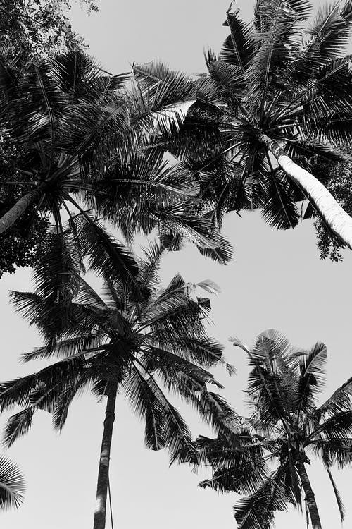 有关低角度拍摄, 天空, 棕榈的免费素材图片