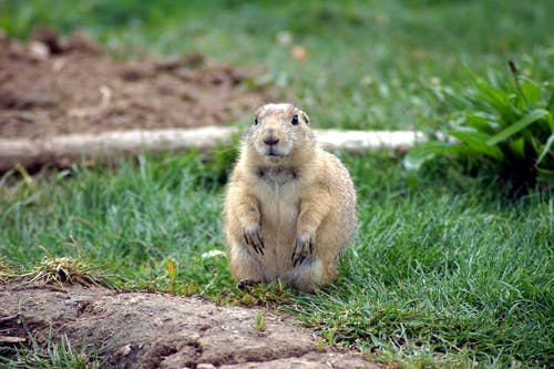 有关动物, 动物摄影, 可爱的免费素材图片