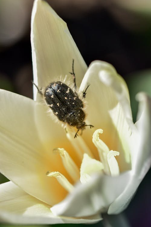 有关垂直拍摄, 天性, 微妙的免费素材图片
