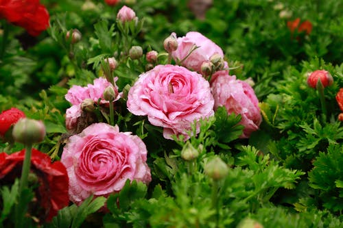 有关增长, 天性, 微妙的免费素材图片