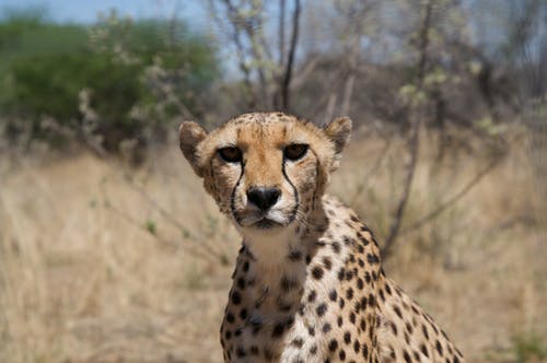 有关动物, 动物摄影, 哺乳动物的免费素材图片