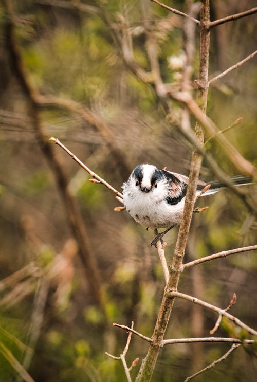 有关垂直拍摄, 户外, 景深的免费素材图片
