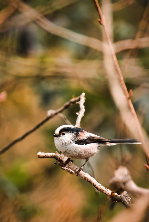 有关垂直拍摄, 户外, 景深的免费素材图片