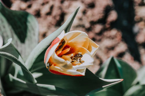 有关增长, 天性, 微妙的免费素材图片