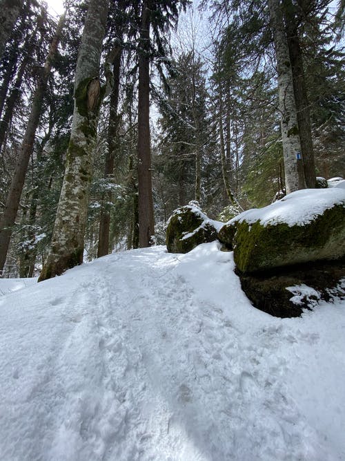 有关下雪的, 冬季, 冷冰冰的免费素材图片