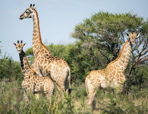 有关動物攝影, 野生動物, 非洲狩獵旅行的免费素材图片