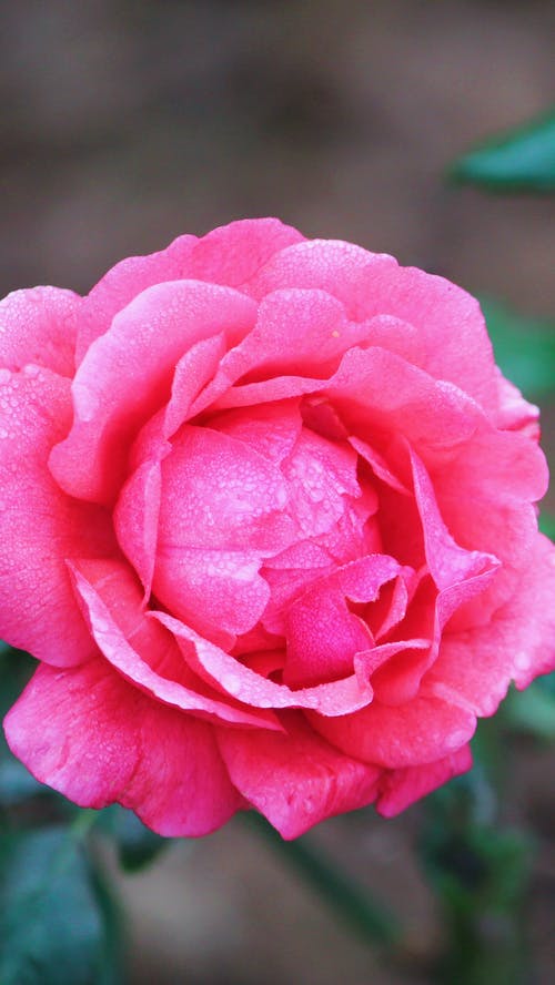 有关垂直拍摄, 工厂, 植物群的免费素材图片