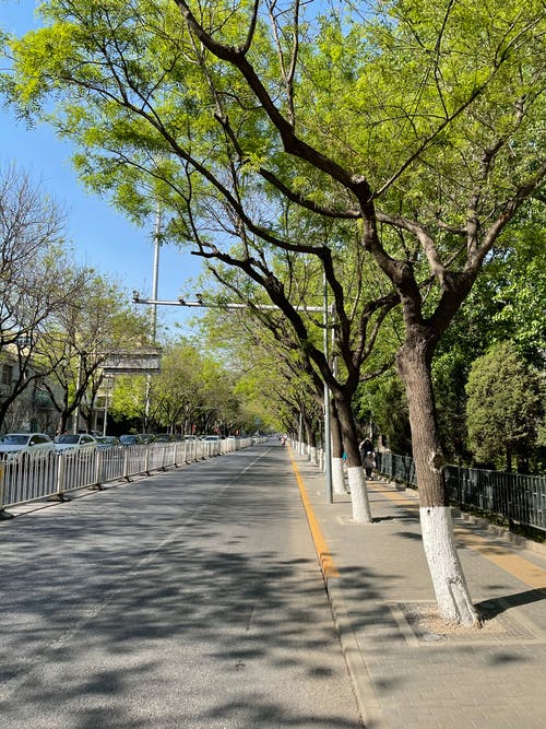 有关分公司, 序列, 户外的免费素材图片