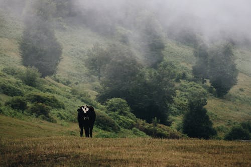 有关冷静, 动物, 吃的免费素材图片