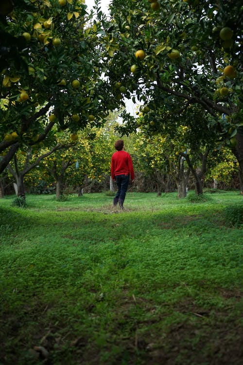 有关地面射击, 树木, 站立的免费素材图片