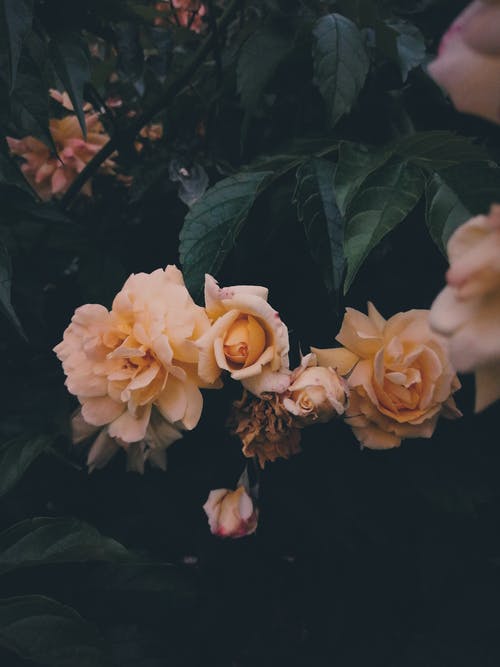 有关味道, 垂直拍摄, 壁纸的免费素材图片