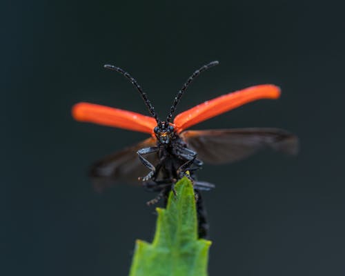有关充满活力, 净翅甲虫, 动物学的免费素材图片