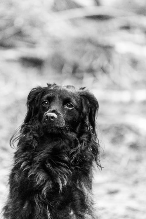 有关伴侣, 可爱, 可爱的的免费素材图片