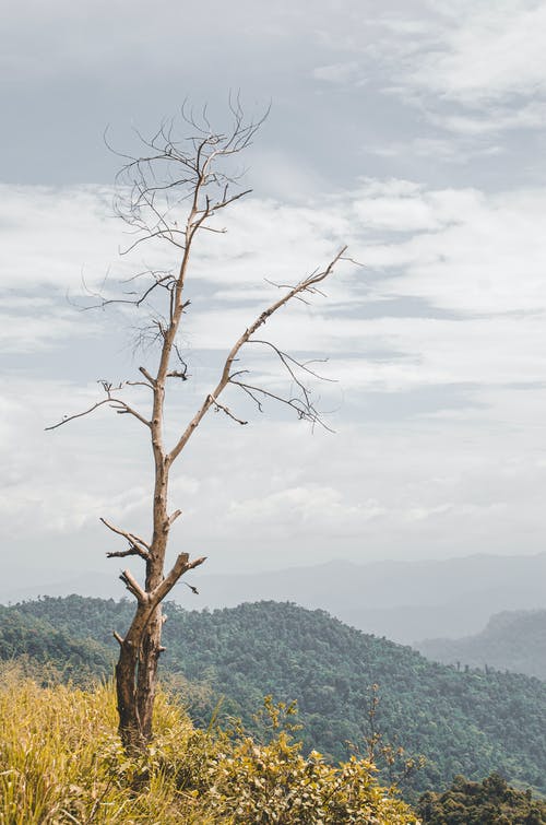 有关光秃秃的, 分支機構, 叶儿的免费素材图片