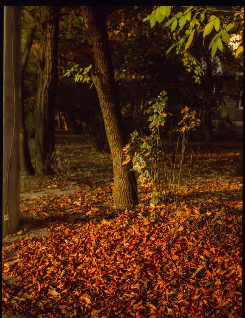 有关下落, 乾枯, 乾燥的免费素材图片