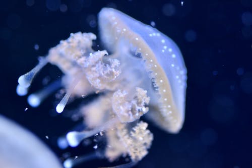 有关动物摄影, 水下, 水生动物的免费素材图片