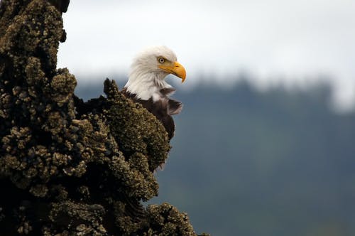 有关捕食者, 特写, 秃鹰的免费素材图片