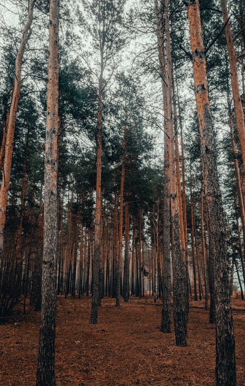 有关垂直拍摄, 天性, 森林的免费素材图片