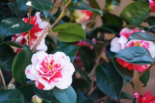 有关味道, 壁紙, 微妙的免费素材图片