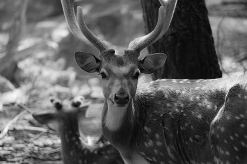 有关动物, 单色, 灰阶的免费素材图片