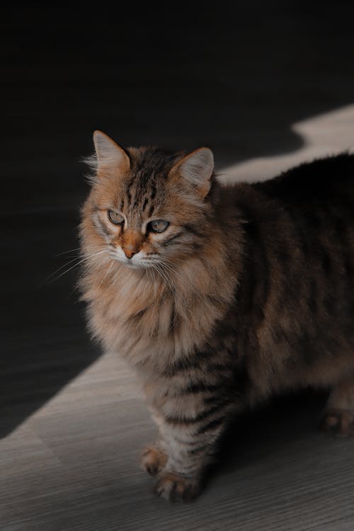 有关可爱, 可爱的, 哺乳动物的免费素材图片