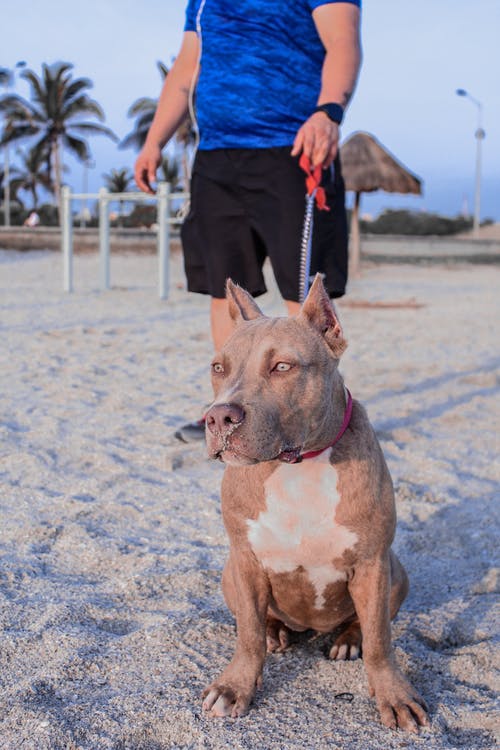 有关动物, 国内, 坐的免费素材图片