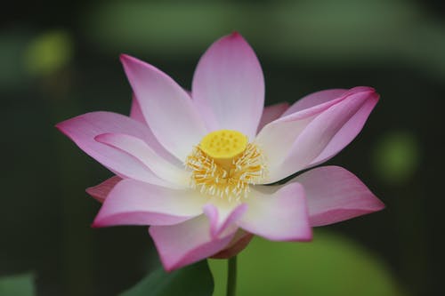 有关植物群, 特写, 神圣的莲花的免费素材图片