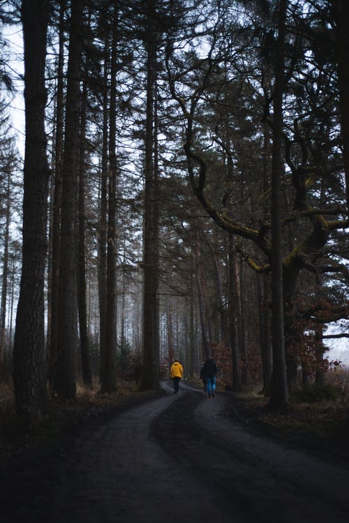 有关垂直拍摄, 坏心情, 天性的免费素材图片