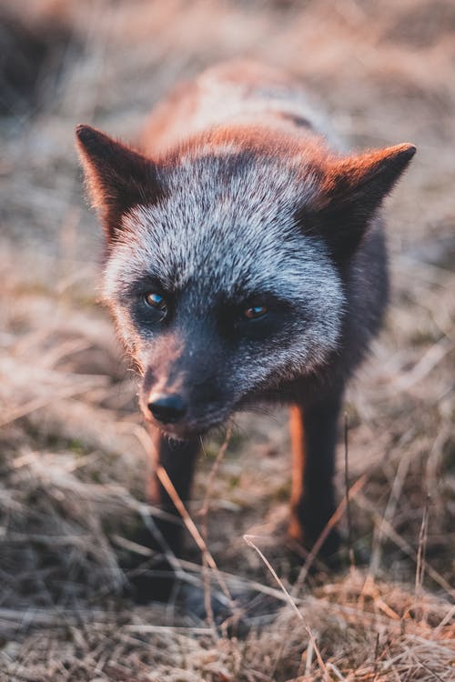 有关乾草, 动物, 动物摄影的免费素材图片