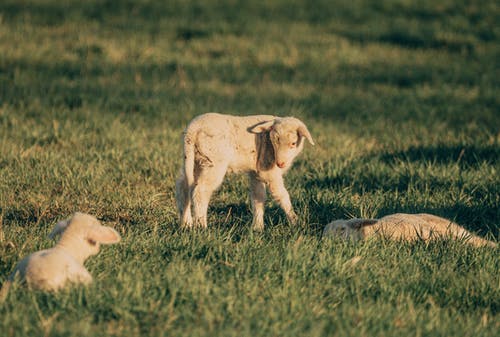 有关動物攝影, 可愛, 小绵羊的免费素材图片