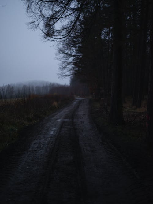 有关垂直拍摄, 小径, 户外的免费素材图片