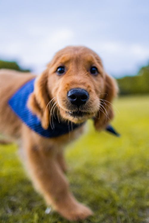 有关公园, 利益, 动物的免费素材图片