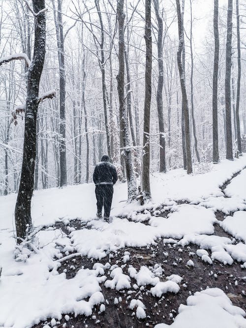 有关下雪的, 人, 光秃秃的树木的免费素材图片