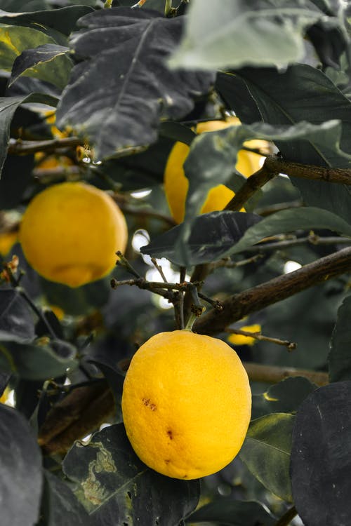 有关健康, 多汁的, 柑橘类水果的免费素材图片