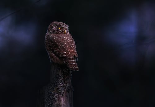 有关动物, 壁纸, 天性的免费素材图片