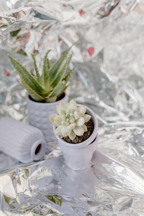 有关仙人掌, 垂直拍摄, 多肉植物的免费素材图片