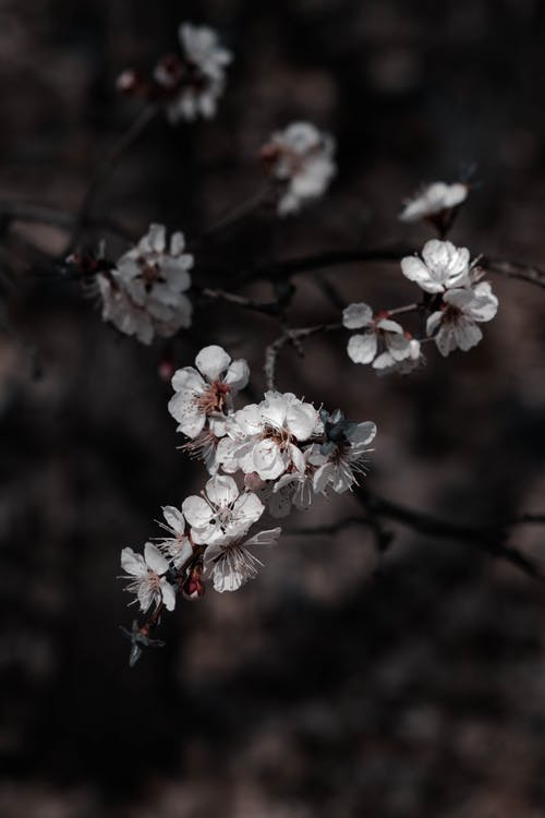 有关分支机构, 垂直拍摄, 天性的免费素材图片