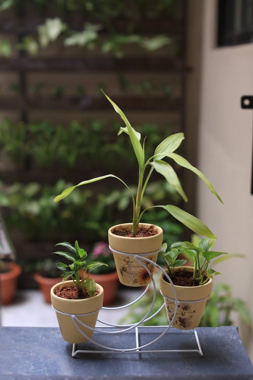 有关垂直拍摄, 植物, 植物架的免费素材图片