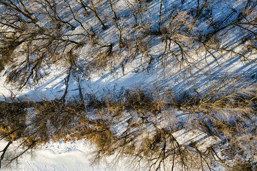 有关光秃秃的树木, 冬季, 冻结的的免费素材图片