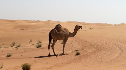 有关乾旱, 乾的, 冒险的免费素材图片