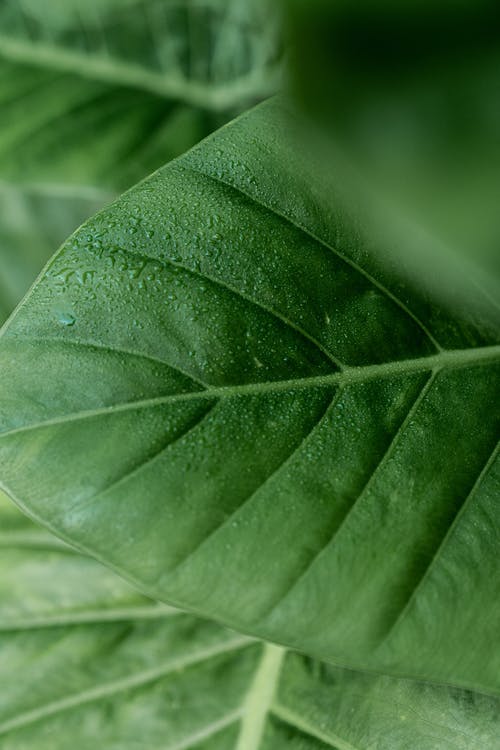 有关垂直拍摄, 特写镜头, 绿叶的免费素材图片