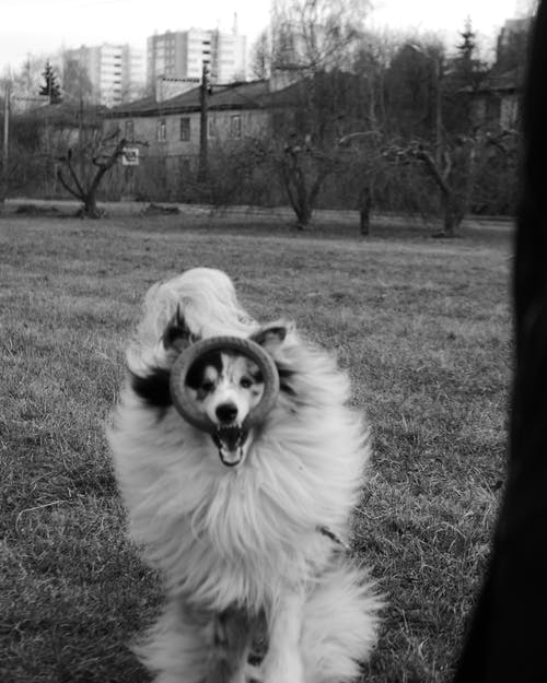 有关伴侣, 可爱, 可爱的的免费素材图片