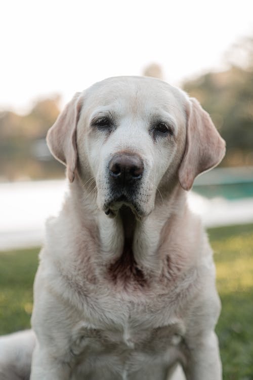 有关@户外, 动物, 坐的免费素材图片