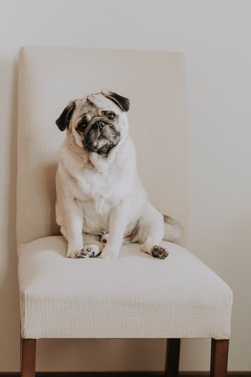 有关伴侣, 光, 公寓的免费素材图片